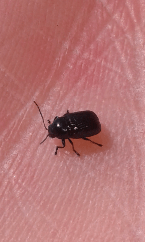 Chrysomelidae : Cryptocephalus marginatus? S.